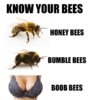 Bees.jpg
