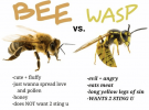 bee-vs-wasp.png